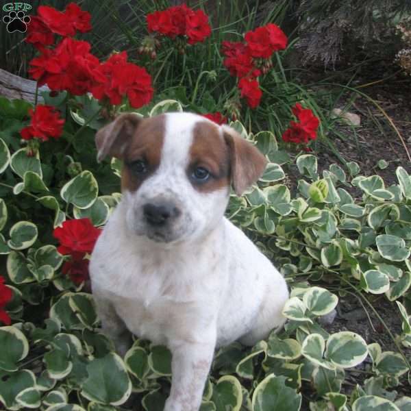 Tim, Australian Shepherd Mix Puppy